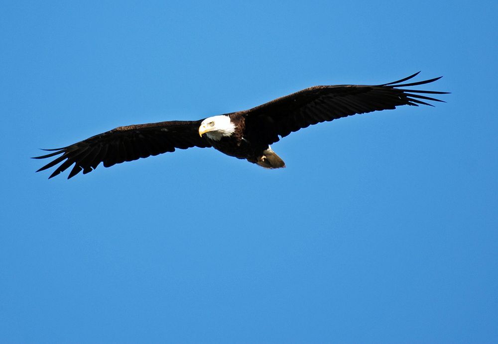 Weißkopfseeadler..