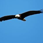 Weißkopfseeadler..