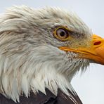 Weißkopfseeadler...