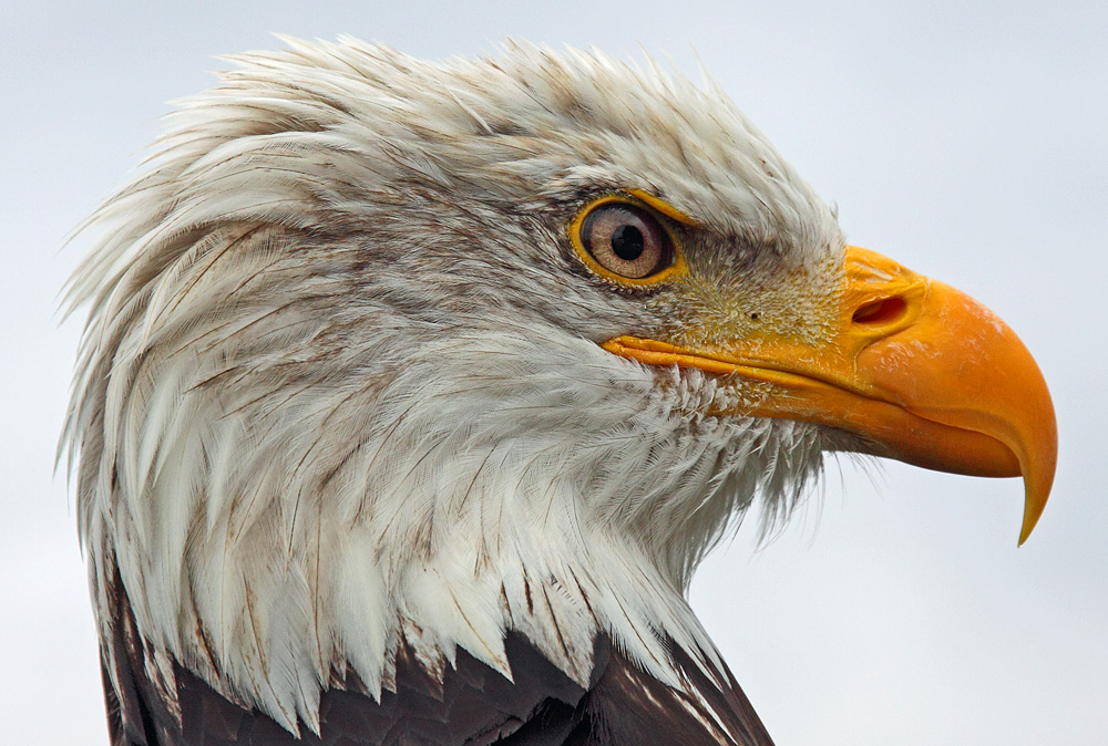 Weißkopfseeadler...