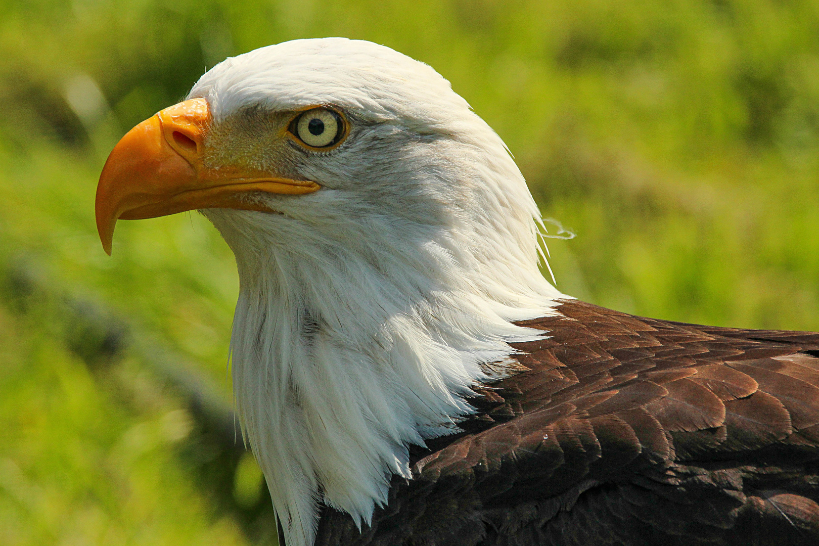 Weißkopfseeadler