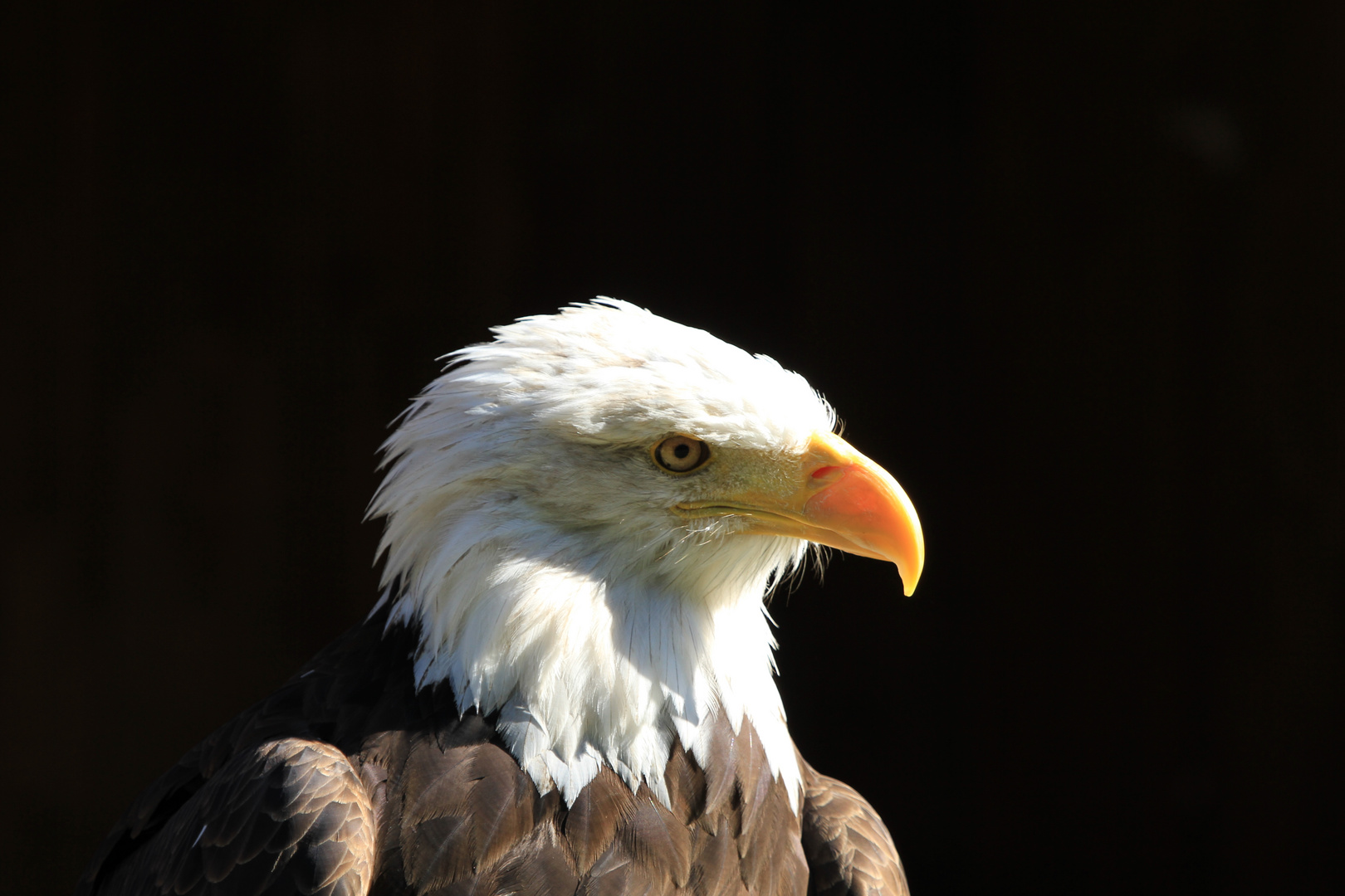 Weißkopfseeadler