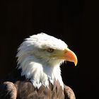 Weißkopfseeadler