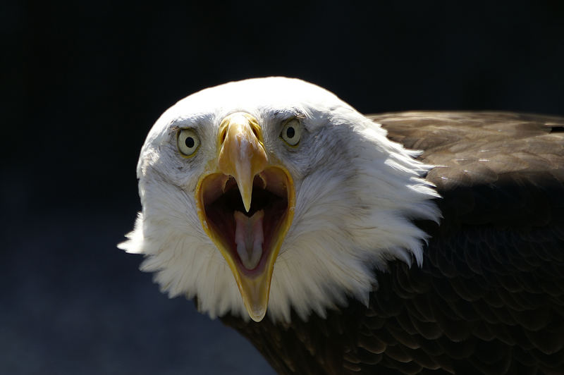 Weisskopfseeadler