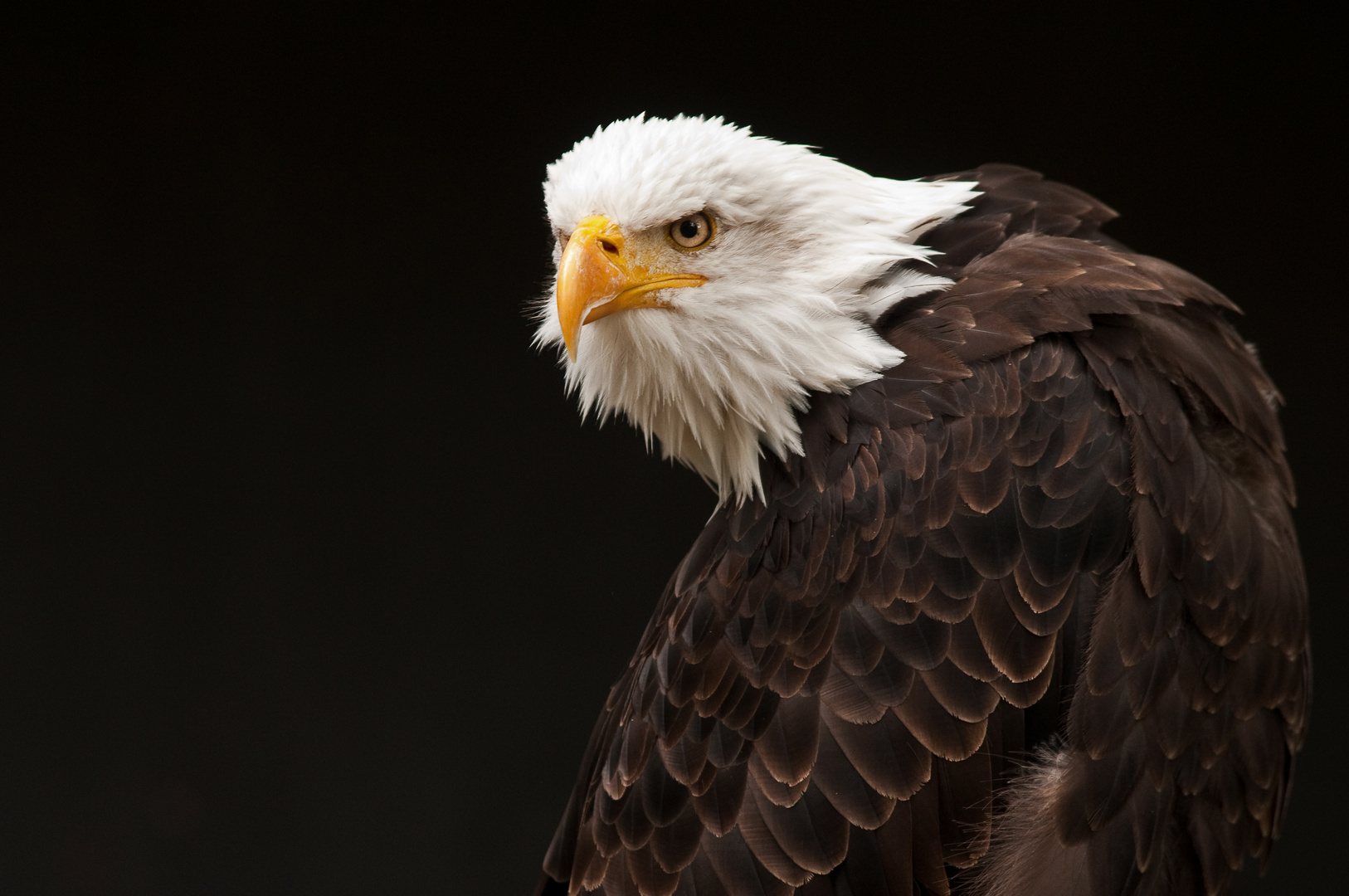 Weißkopfseeadler