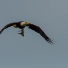 Weißkopfseeadler