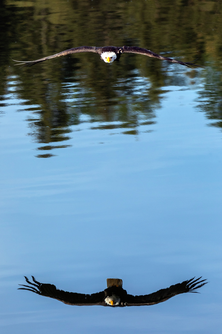 Weißkopfseeadler