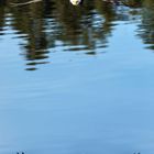 Weißkopfseeadler