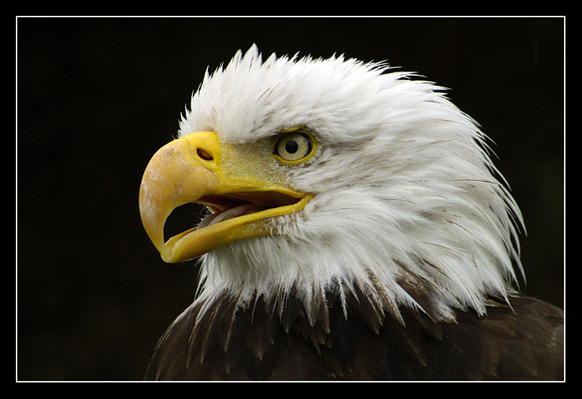 Weißkopfseeadler