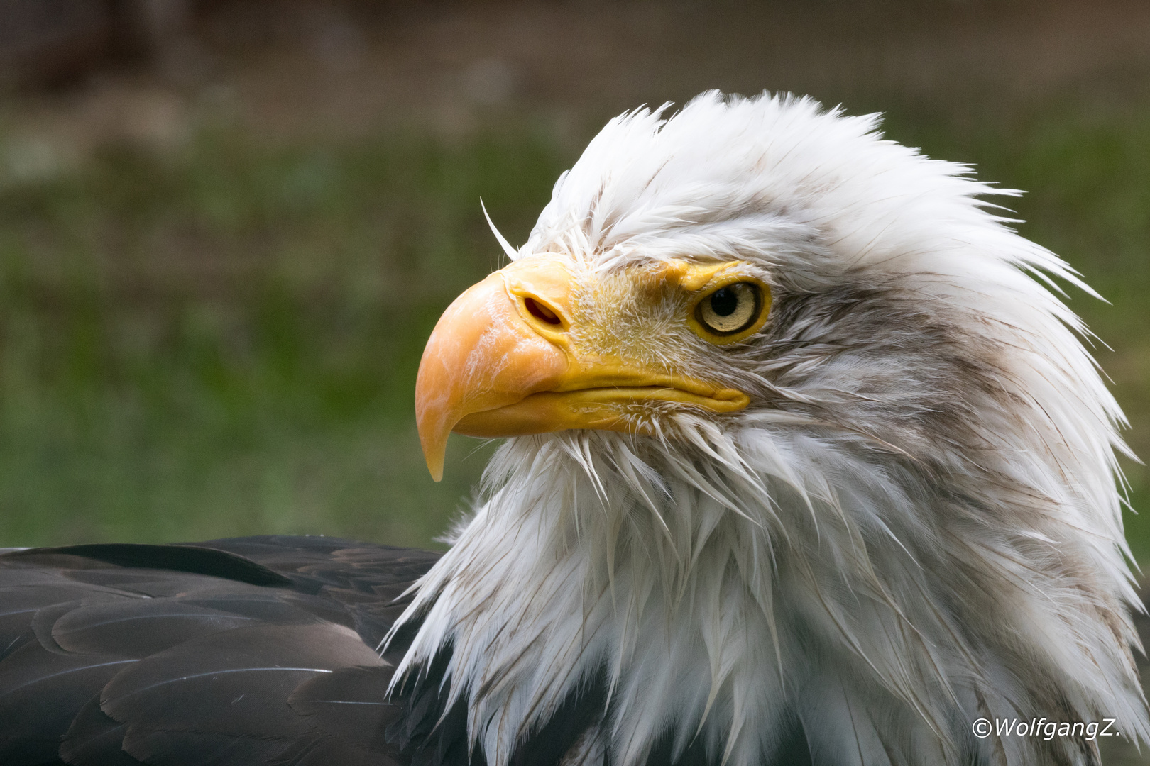 Weißkopfseeadler