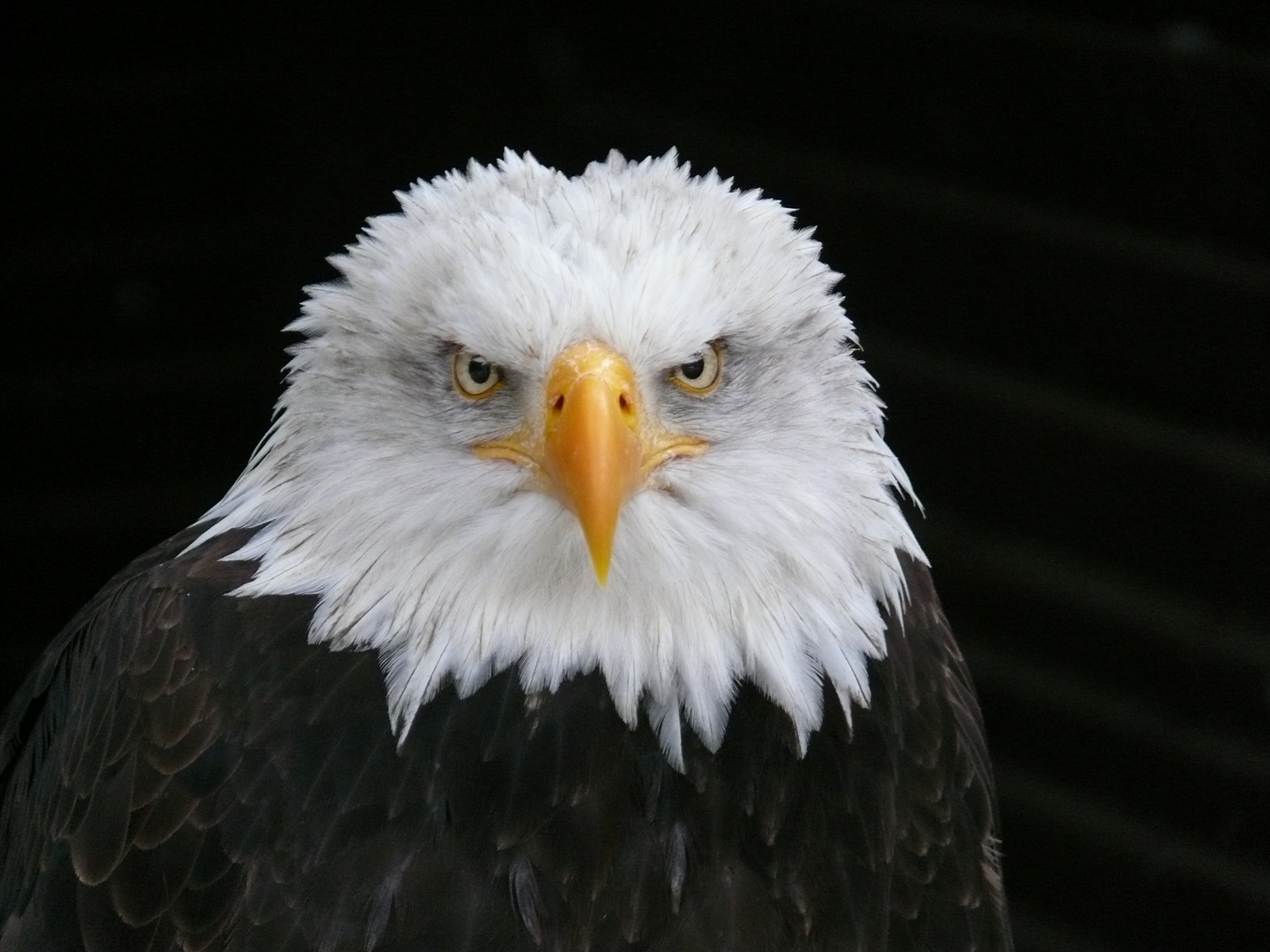 weißkopfseeadler