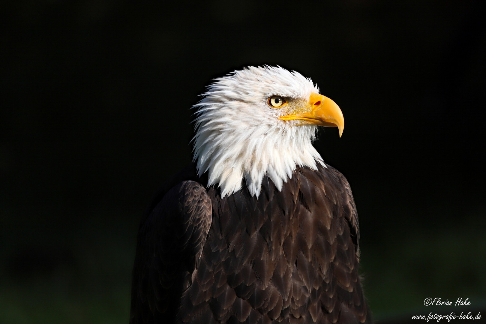 Weißkopfseeadler