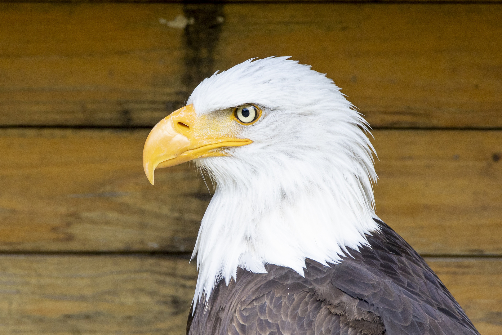 Weißkopfseeadler