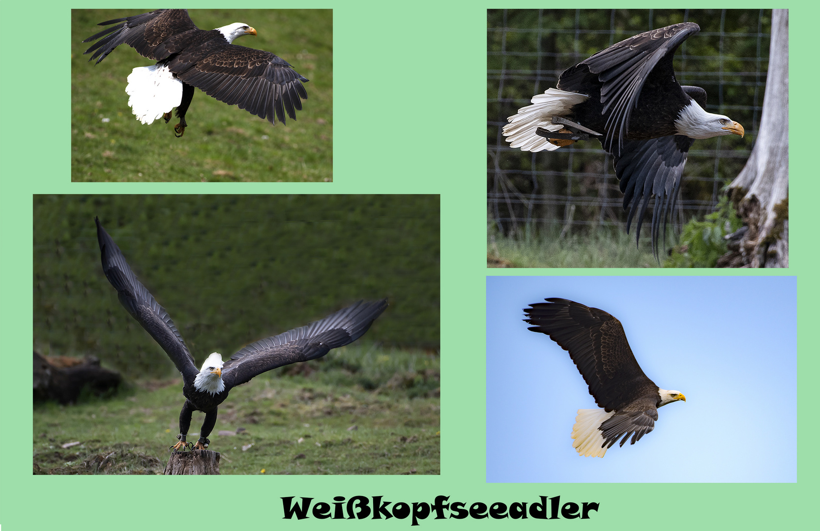 Weißkopfseeadler 