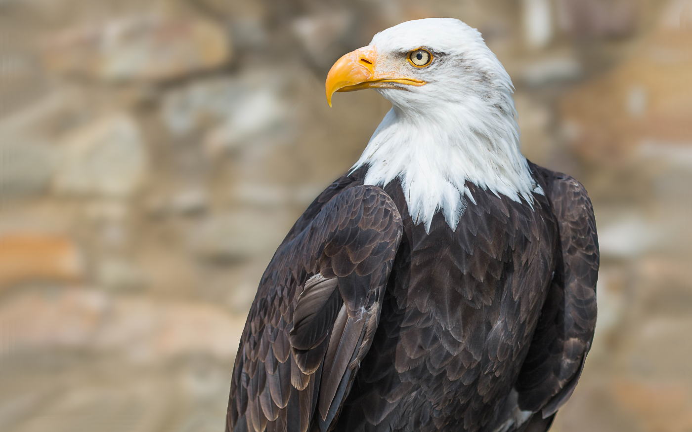 Weißkopfseeadler