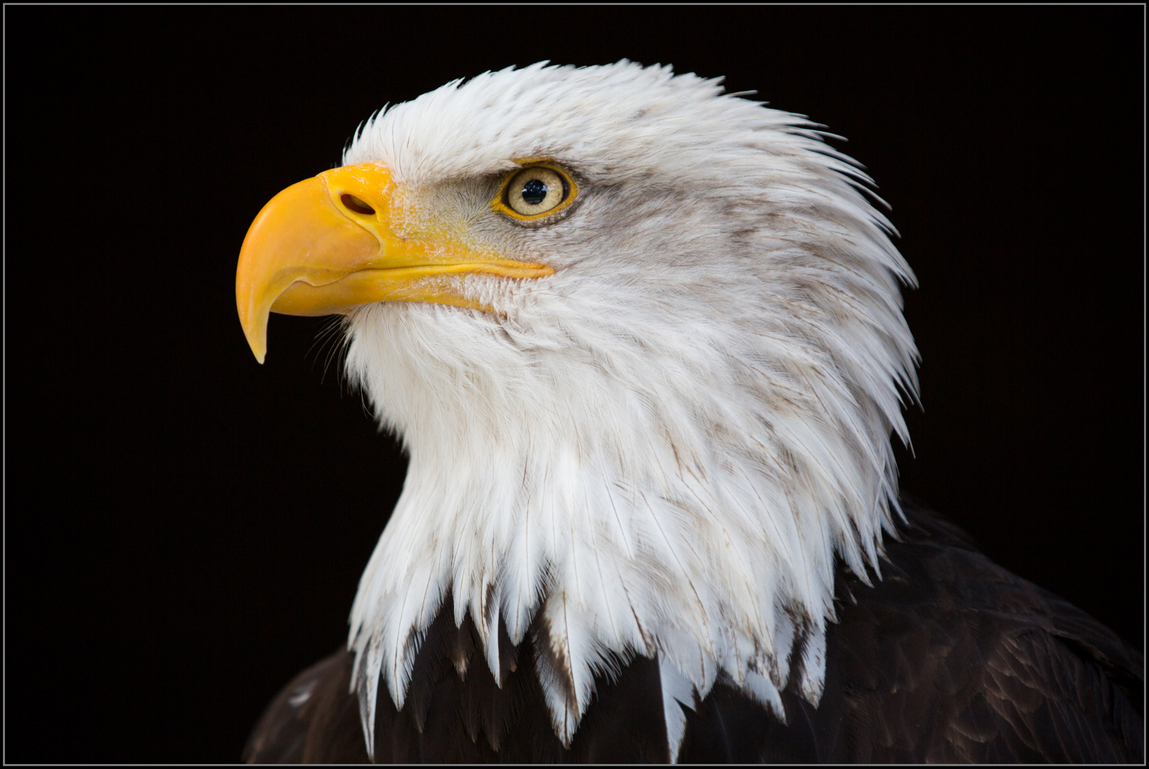 Weisskopfseeadler