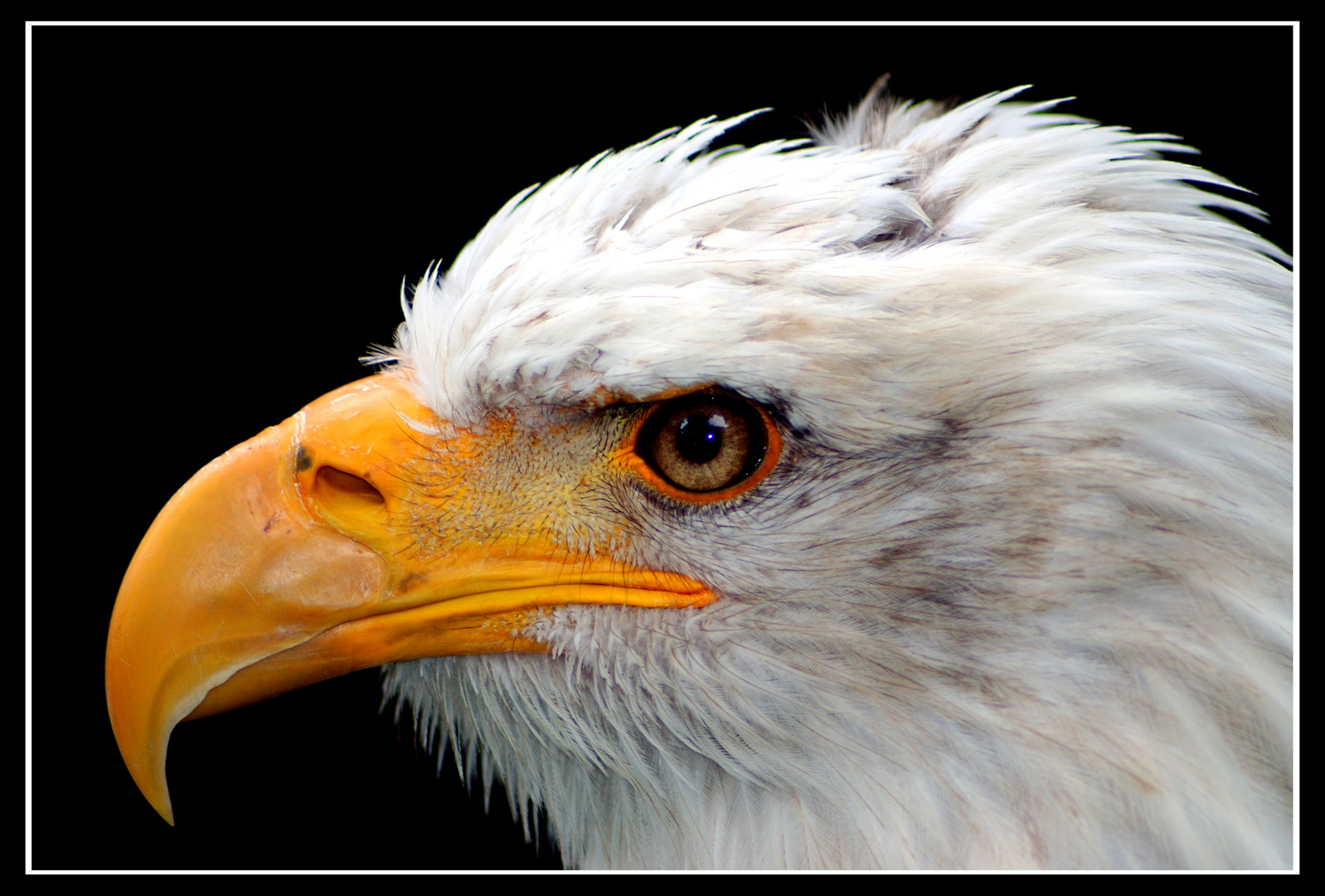 Weisskopfseeadler