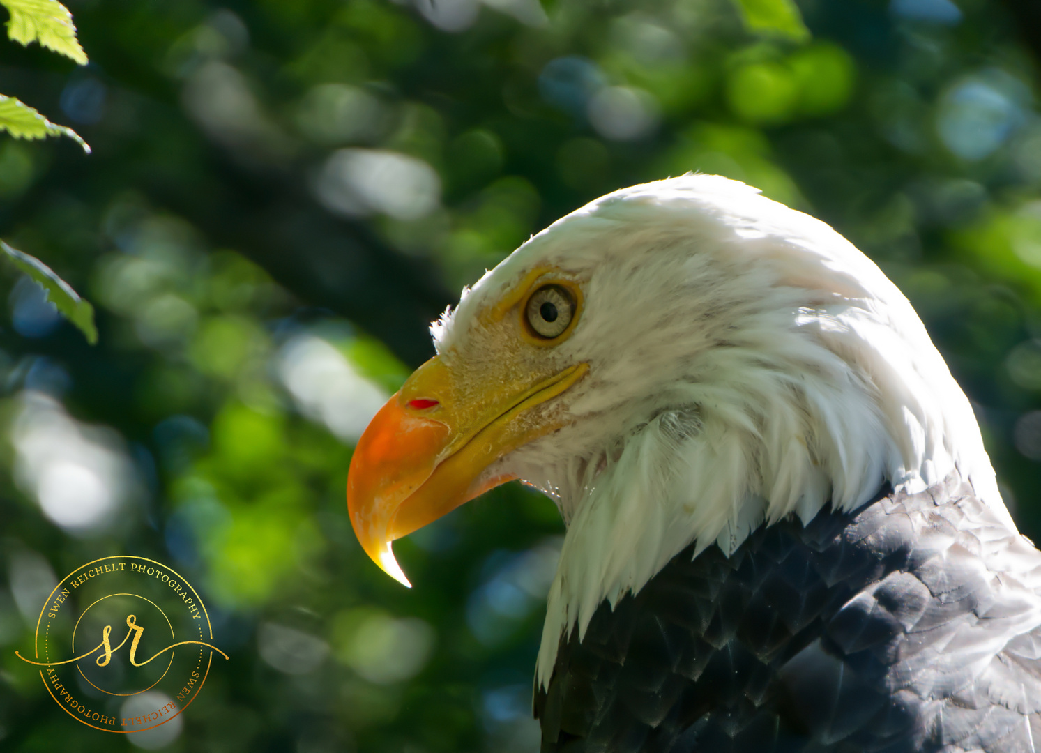 Weißkopfseeadler