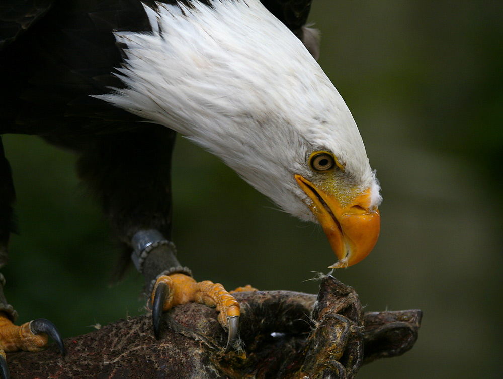 Weisskopfseeadler