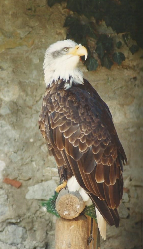 Weißkopfseeadler