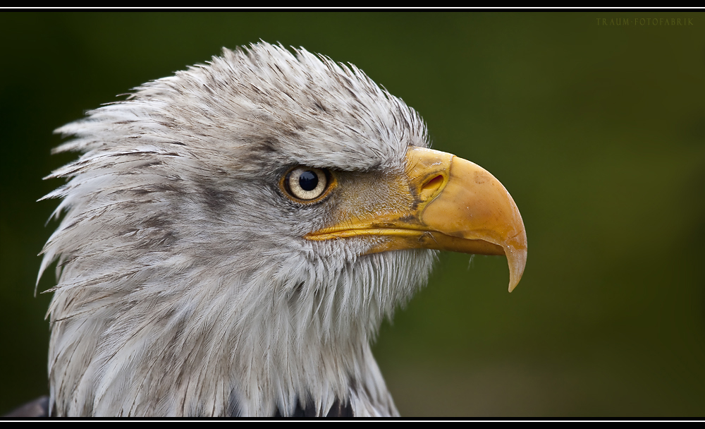 Weißkopfseeadler