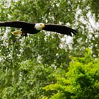 Weißkopfseeadler