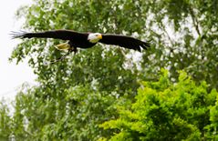 Weißkopfseeadler