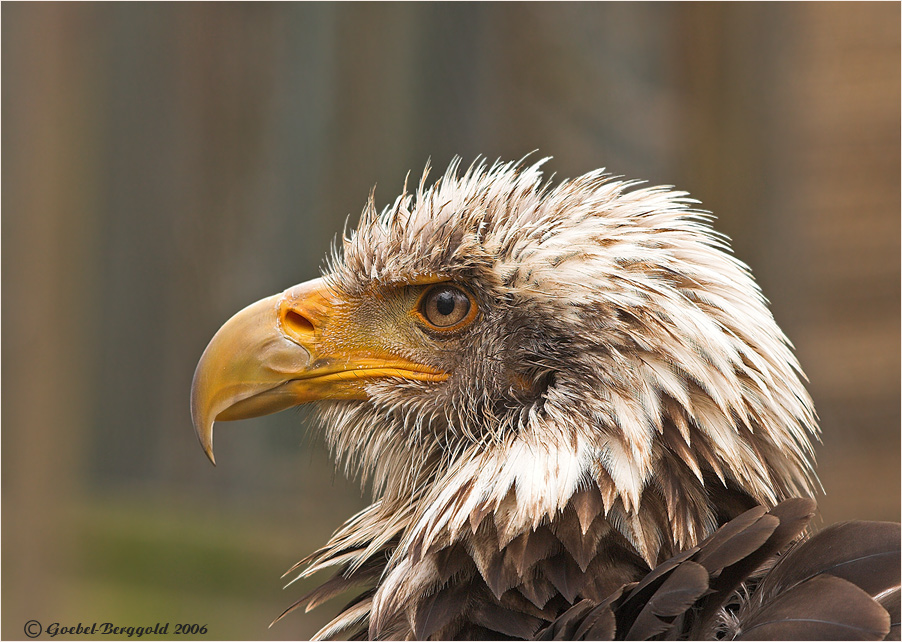 Weisskopfseeadler