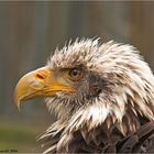 Weisskopfseeadler