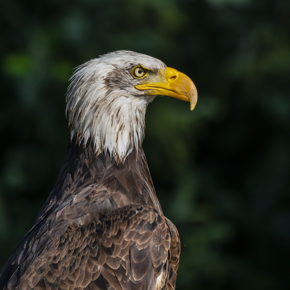 Weisskopfseeadler