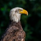 Weisskopfseeadler