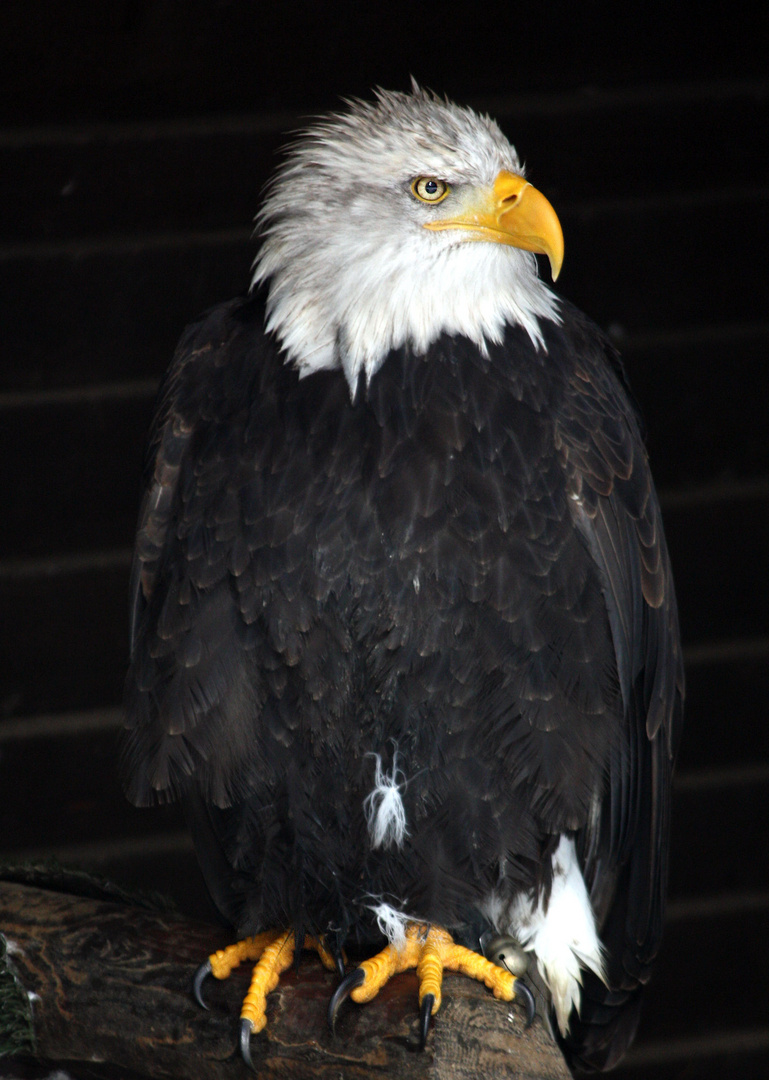 Weißkopfseeadler