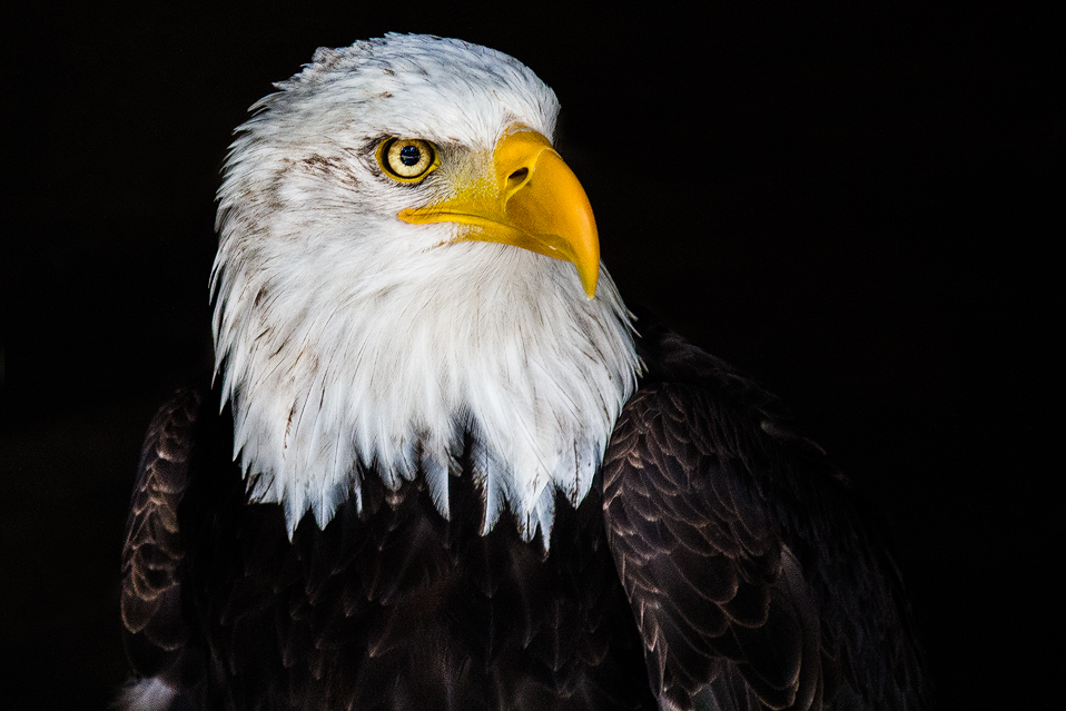 Weisskopfseeadler