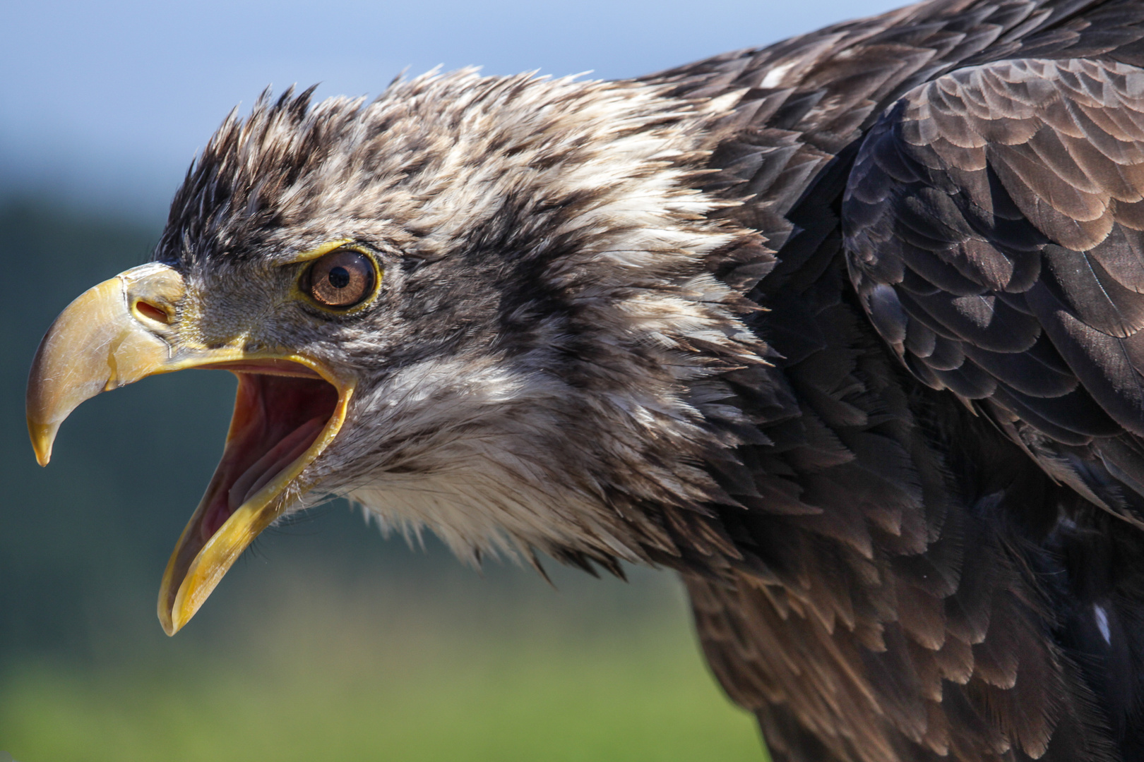 Weißkopfseeadler