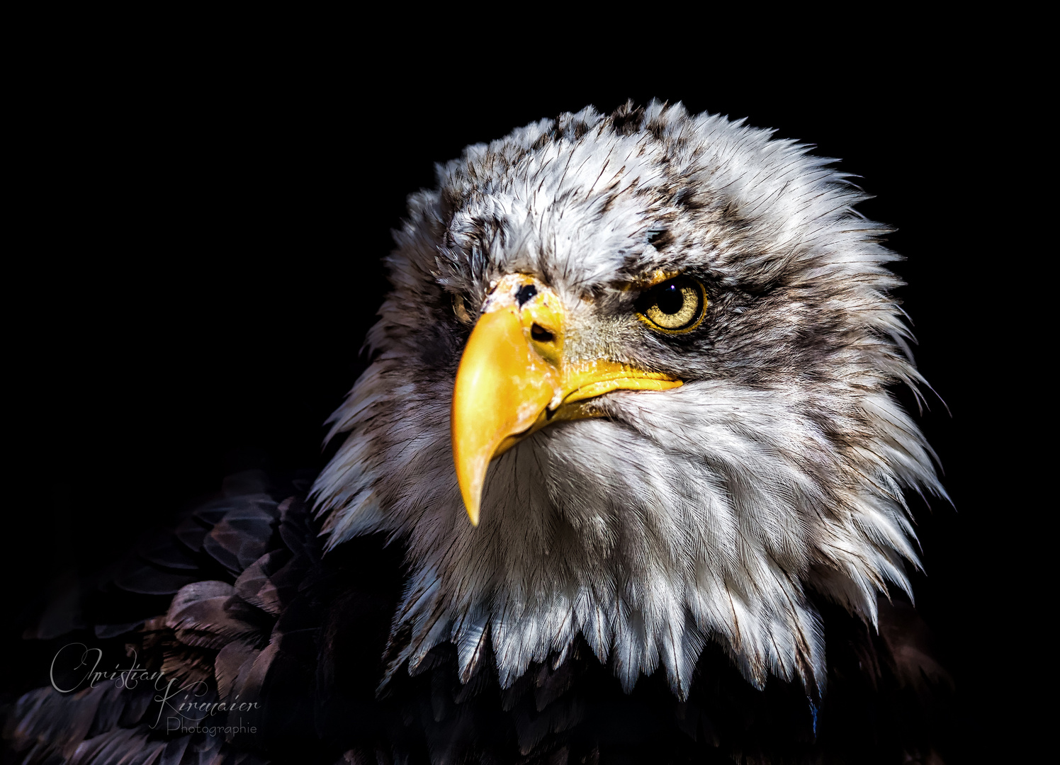 Weißkopfseeadler 1