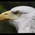 Weißkopfseeadler 1.