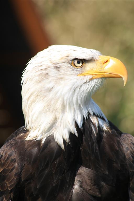 Weißkopfseeadler - 1