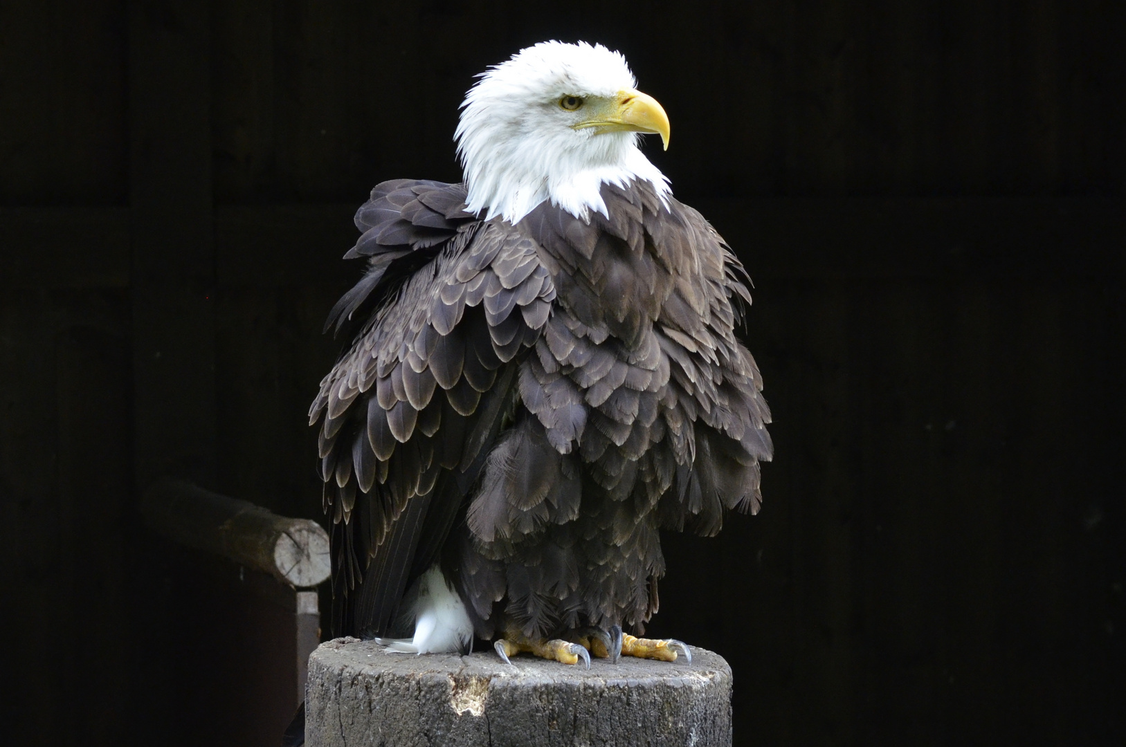 Weisskopfseeadler #1