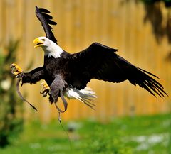 "Weißkopfseeadler" (1)