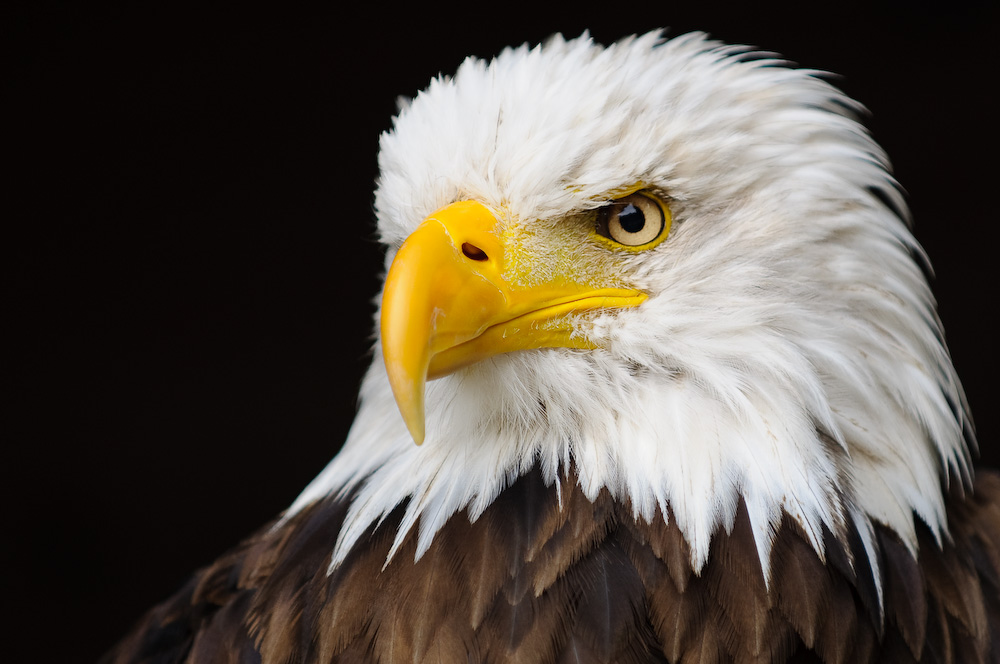 Weißkopfseeadler 1