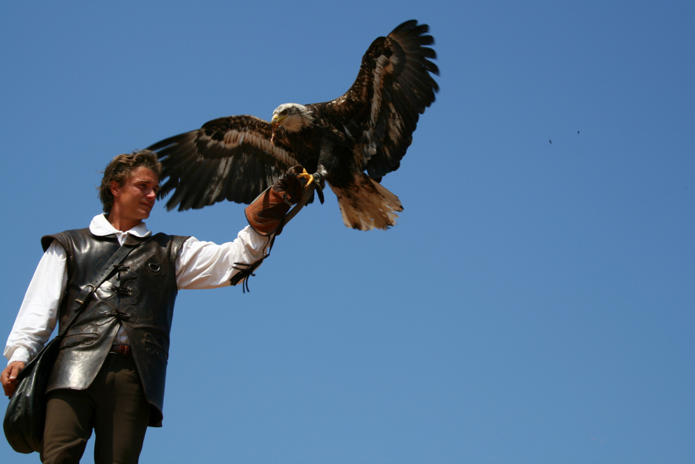 Weißkopfseeadler 1