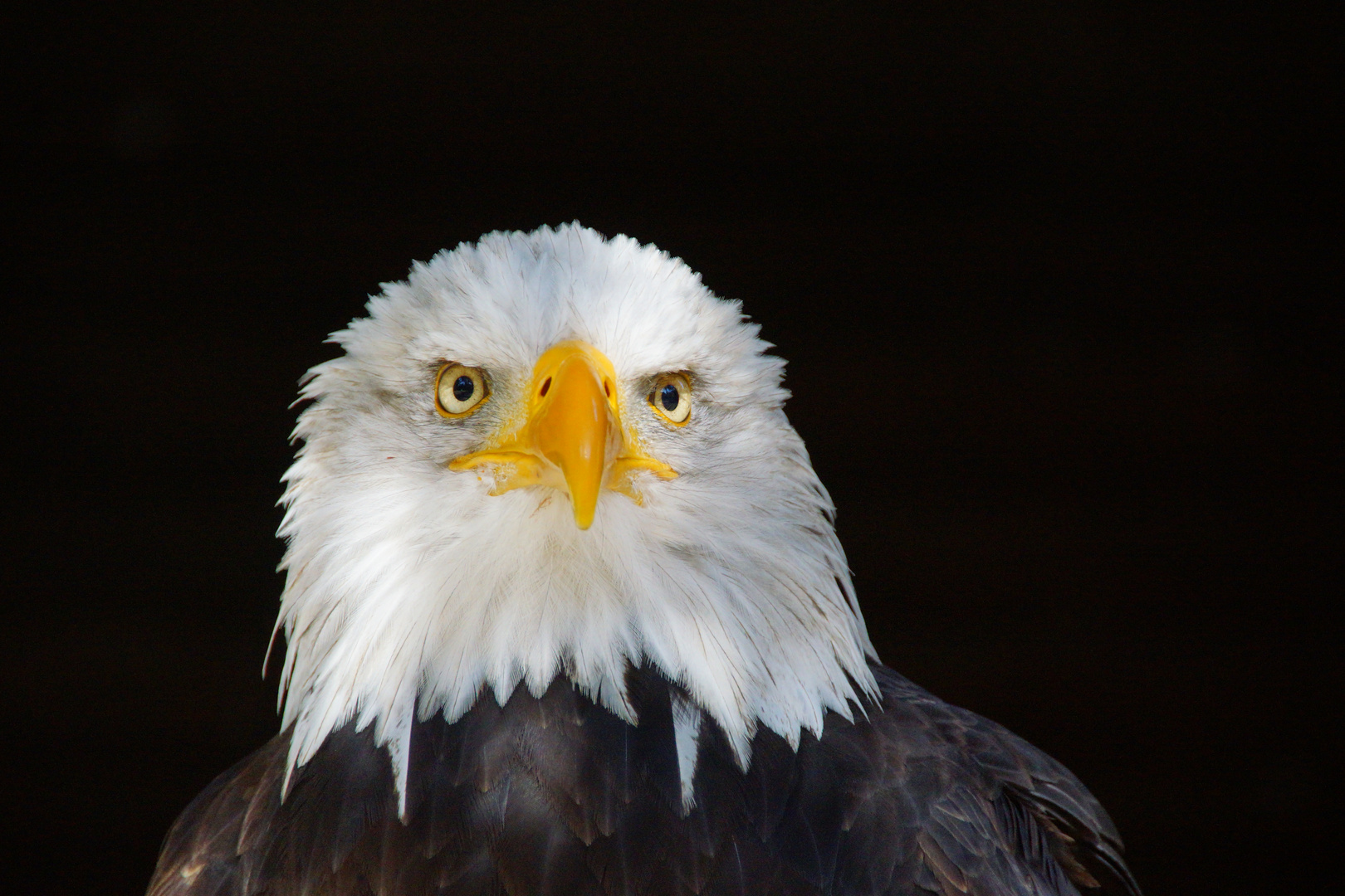 Weißkopfseeadler 1