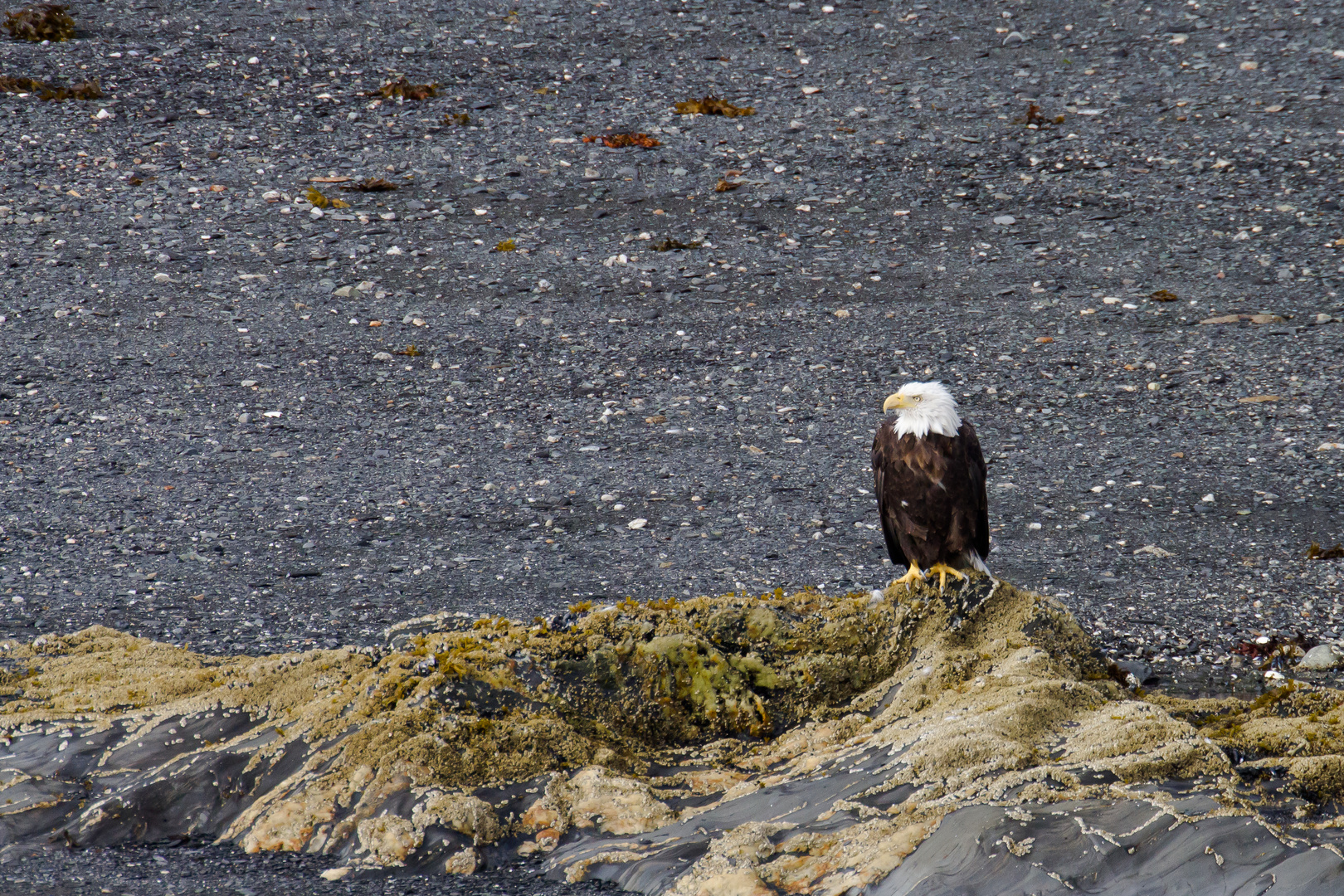 Weißkopfseeadler 1