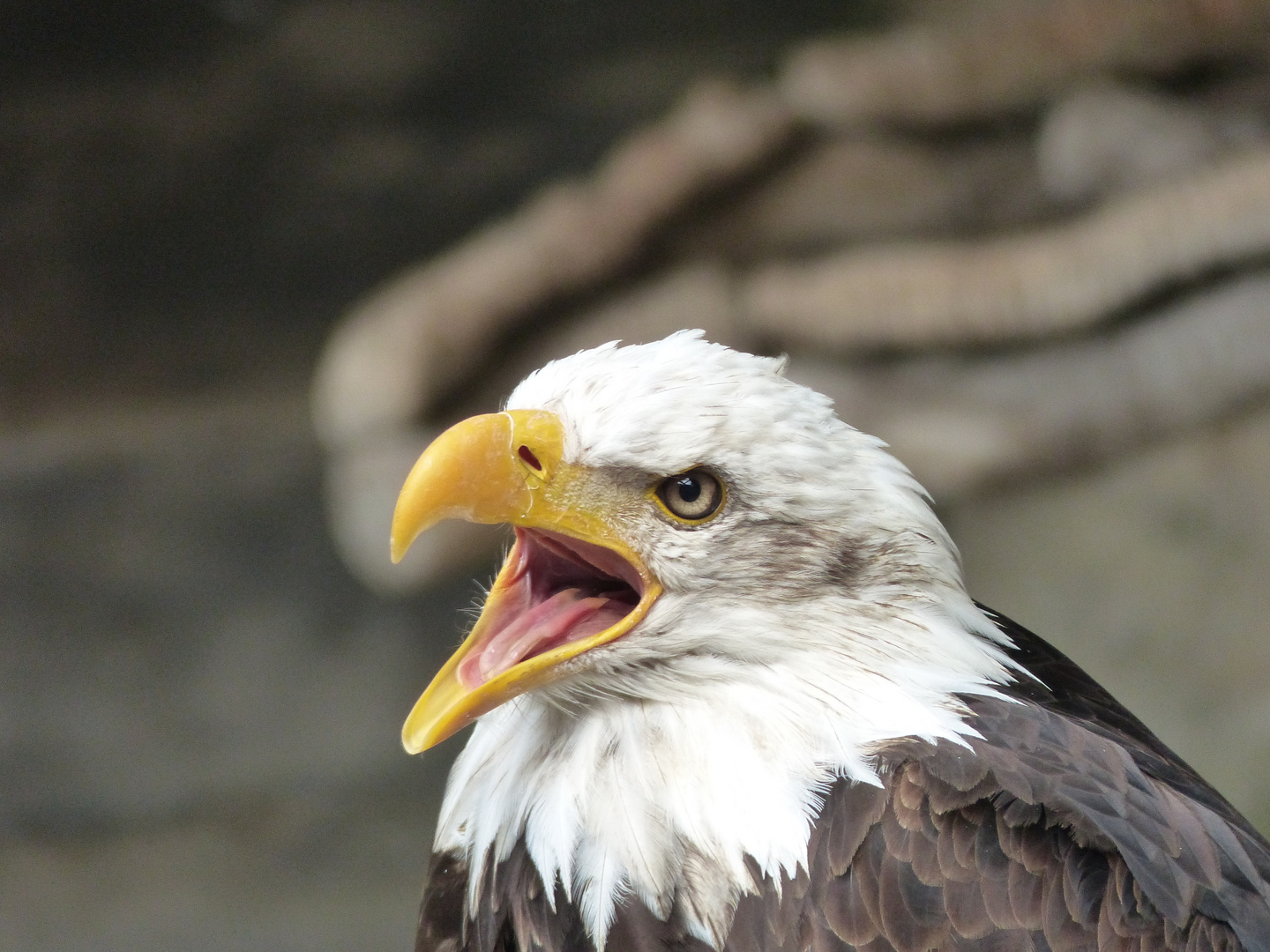 Weisskopfseeadler 1