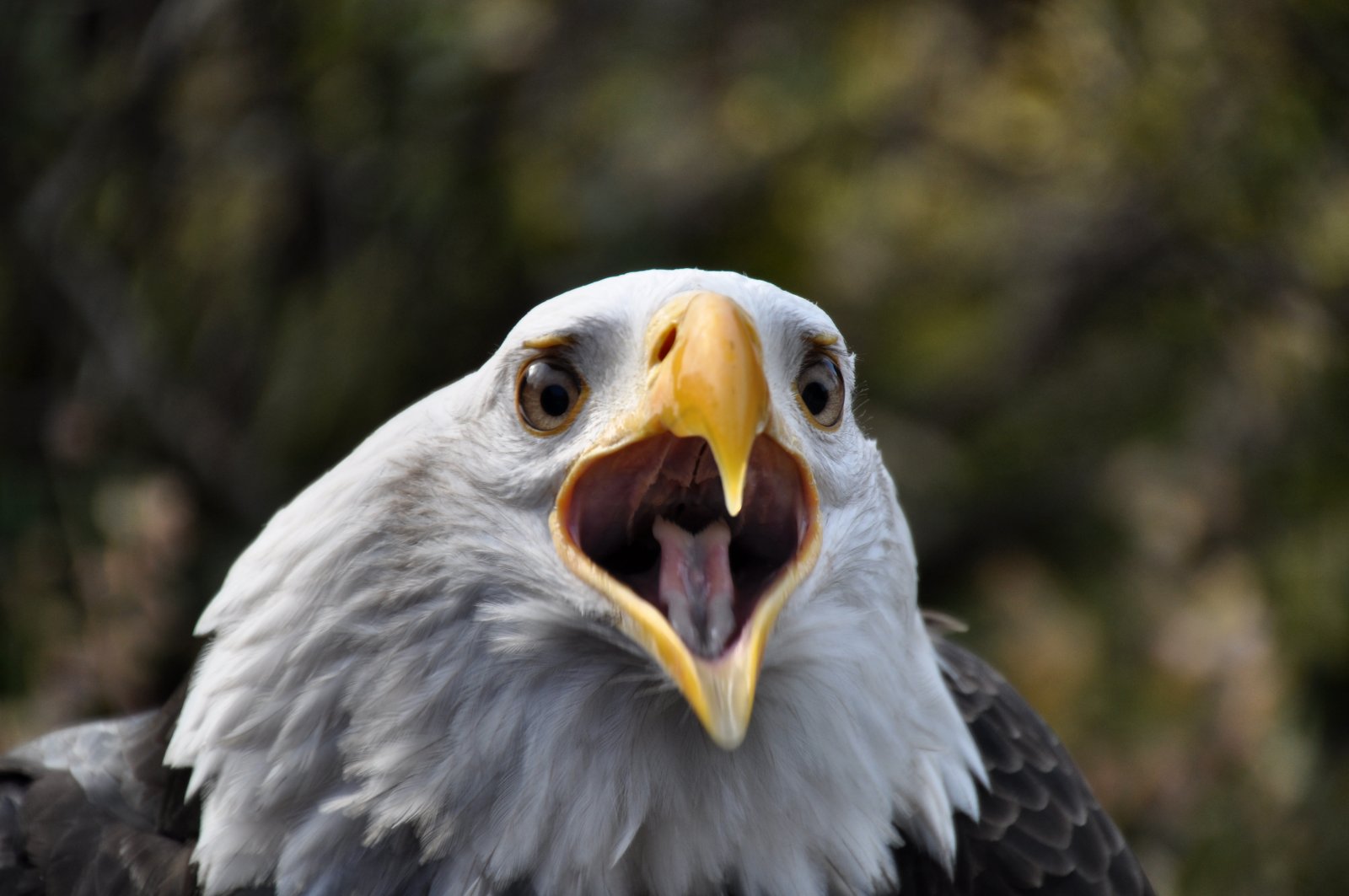 Weißkopfseeadler 1