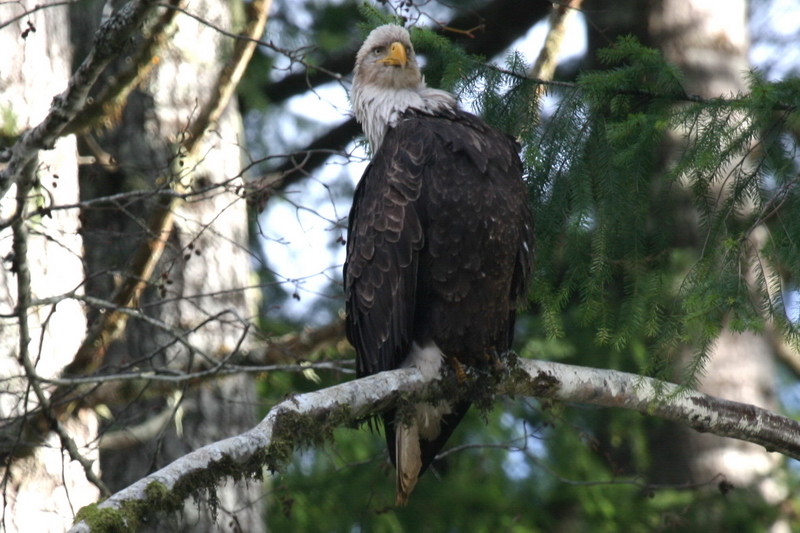 Weißkopfseeadler 1