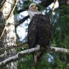 Weißkopfseeadler 1