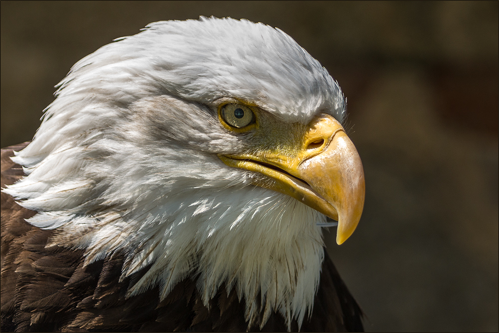 Weißkopfseeadler 1