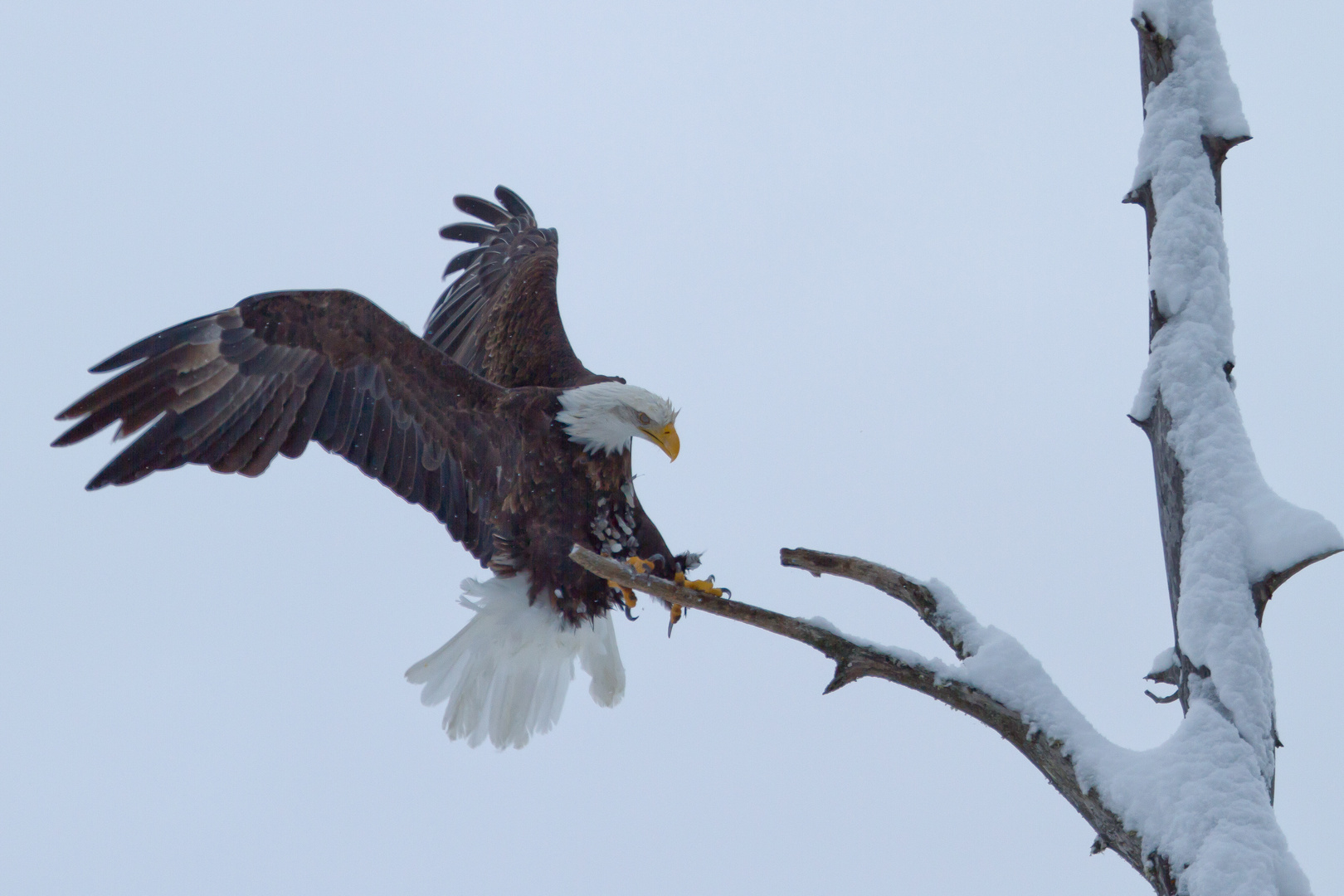 Weisskopfseeadler 1