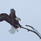 Weisskopfseeadler 1